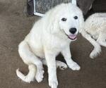 Small #4 Great Pyrenees