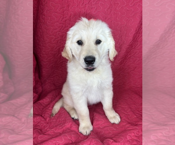Medium Photo #2 English Cream Golden Retriever Puppy For Sale in GREENFIELD, IN, USA