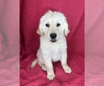 Small #1 English Cream Golden Retriever