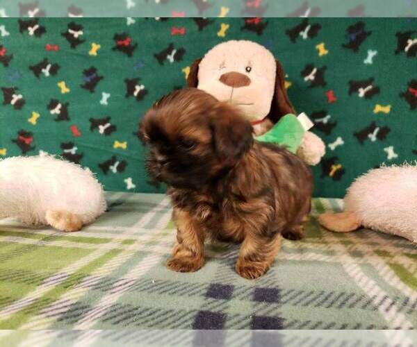 Medium Photo #3 Shih Tzu Puppy For Sale in NORTH, NC, USA