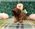 Small Photo #3 Shih Tzu Puppy For Sale in NORTH, NC, USA