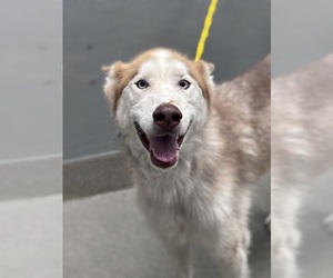 Siberian Husky-Unknown Mix Dogs for adoption in Las Vegas, NV, USA