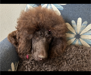 Mother of the Poodle (Standard) puppies born on 11/06/2025