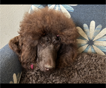 Small Photo #1 Poodle (Standard) Puppy For Sale in DEXTER, MO, USA