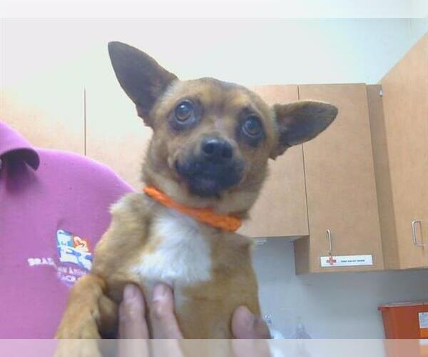 Medium Photo #1 Chihuahua Puppy For Sale in Sacramento, CA, USA