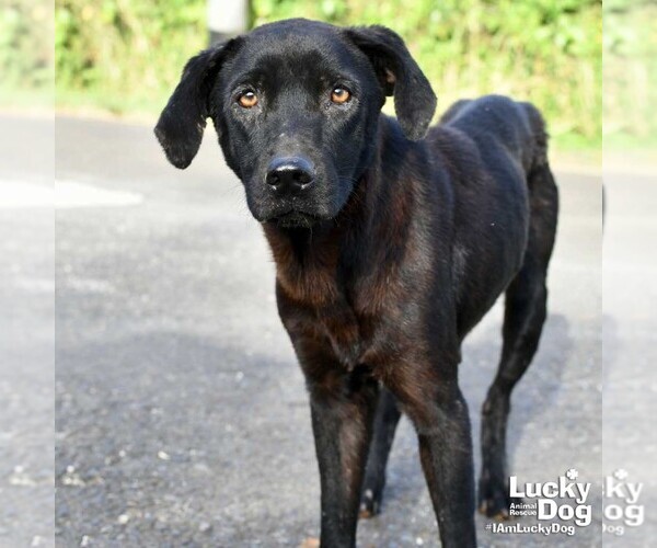 Medium Photo #4 Feist Terrier-Labrador Retriever Mix Puppy For Sale in Washington, DC, USA