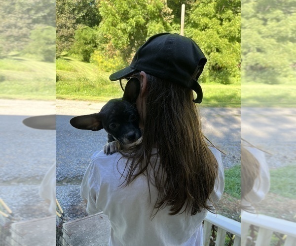 Medium Photo #17 French Bullhuahua Puppy For Sale in SPRAGGS, PA, USA