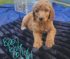 Goldendoodle Puppy for Sale in CHARLOTTE, North Carolina USA
