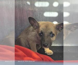 Mutt Dogs for adoption in San Antonio, TX, USA