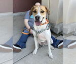 Small Photo #14 American Pit Bull Terrier-Treeing Walker Coonhound Mix Puppy For Sale in Spotsylvania, VA, USA