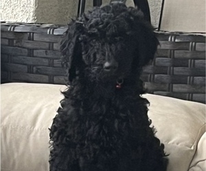 Goldendoodle Puppy for sale in SAN JOSE, CA, USA