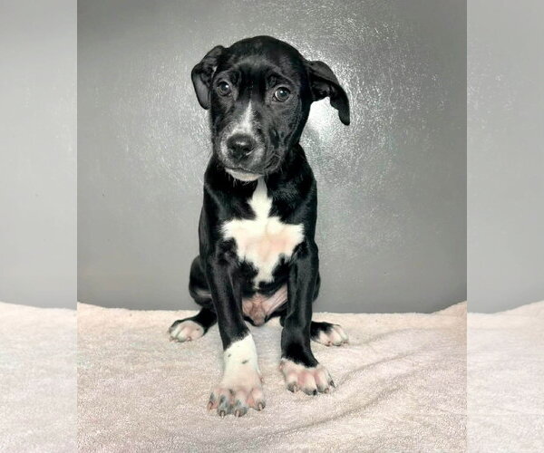 Medium Photo #1 American Staffordshire Terrier-Unknown Mix Puppy For Sale in New Oxford , PA, USA