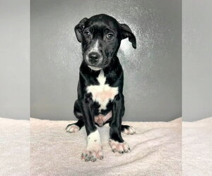 American Staffordshire Terrier-Unknown Mix Dogs for adoption in New Oxford , PA, USA