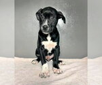 Woody - Male American Staffordshire Terrier-Unknown Mix Dog for Adoption - Small photo