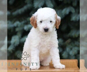 Goldendoodle (Miniature) Puppy for sale in EPHRATA, PA, USA