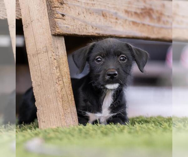 Medium Photo #5 Mutt Puppy For Sale in San Diego, CA, USA