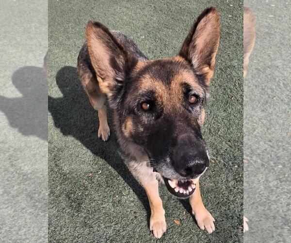 Medium Photo #4 German Shepherd Dog-Unknown Mix Puppy For Sale in Rockwall, TX, USA