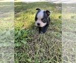 Small #6 Boston Terrier