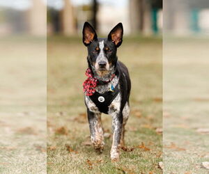 Mutt Dogs for adoption in McKinney, TX, USA