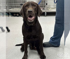 Labrador Retriever-Retriever Mix Dogs for adoption in Washington, DC, USA