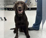 Small Labrador Retriever-Retriever  Mix