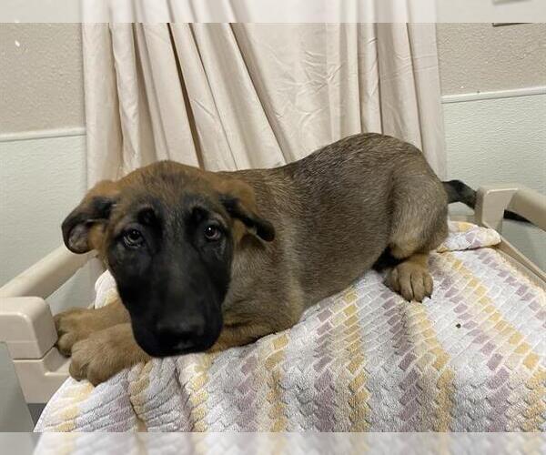 Medium Photo #1 Mutt Puppy For Sale in Modesto, CA, USA