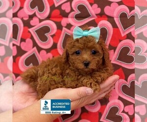Poodle (Toy) Puppy for sale in WINNSBORO, LA, USA