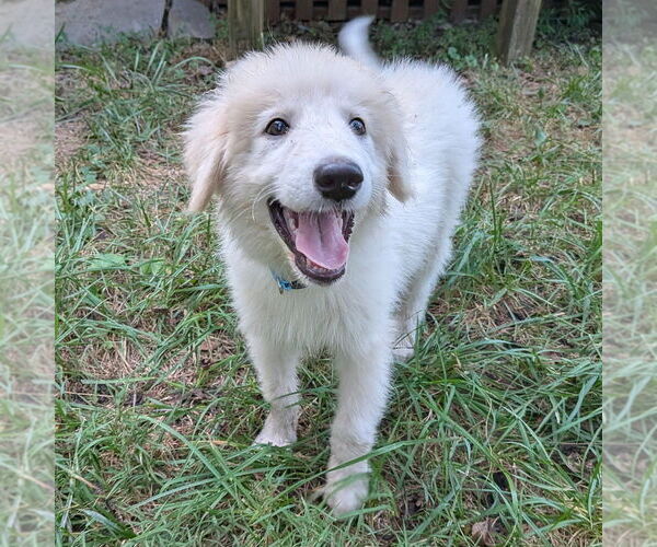 Medium Photo #2 Great Pyrenees Puppy For Sale in Vail, AZ, USA