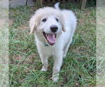 Small #1 Great Pyrenees