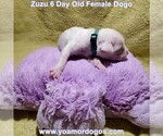 Small Photo #17 Dogo Argentino Puppy For Sale in PINEVILLE, MO, USA