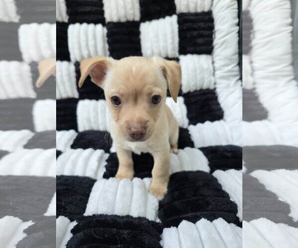 Medium Photo #3 Chihuahua-Unknown Mix Puppy For Sale in San Francisco, CA, USA
