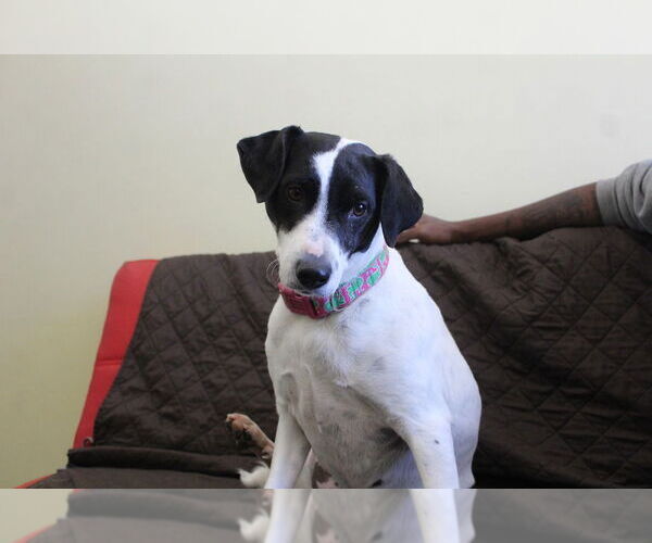 Medium Photo #3 Pointer-Unknown Mix Puppy For Sale in Chestertown, MD, USA