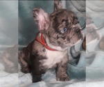 Small Photo #3 French Bulldog Puppy For Sale in HIGHLAND MILLS, NY, USA