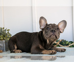 Small Photo #13 French Bulldog Puppy For Sale in MILLERSBURG, OH, USA