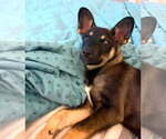 Small #1 Mutt