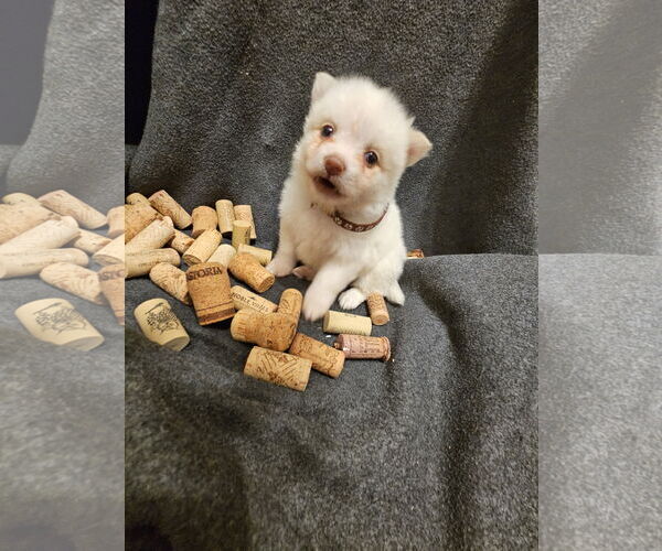 Medium Photo #3 Pomimo Puppy For Sale in Princeton, MN, USA