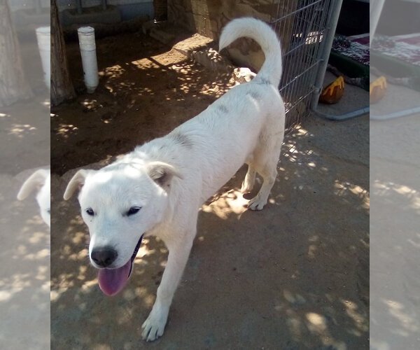 Medium Photo #6 Mutt Puppy For Sale in Apple Valley, CA, USA