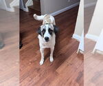 Small Anatolian Shepherd