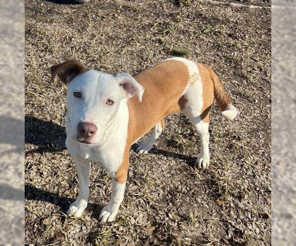 Medium Photo #2 American Pit Bull Terrier-Unknown Mix Puppy For Sale in Conroe, TX, USA
