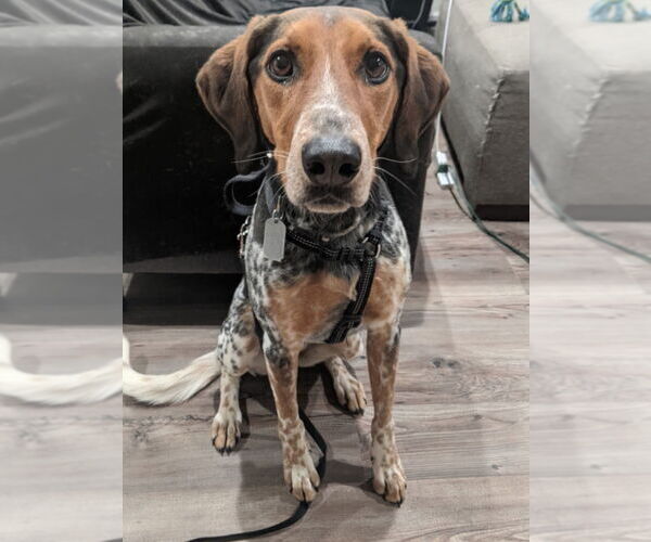 Medium Photo #2 Mutt Puppy For Sale in Salt Lake City, UT, USA