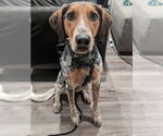 Small #1 Mutt