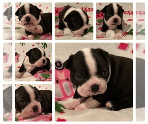 Boston Terrier Puppy for sale in DENVER, CO, USA