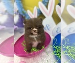 Small Photo #3 Pomeranian Puppy For Sale in BRENTWOOD, CA, USA