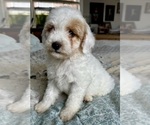 Small Photo #58 Goldendoodle (Miniature) Puppy For Sale in PENSACOLA, FL, USA