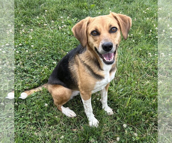 Medium Photo #1 Beagle Puppy For Sale in Batavia, OH, USA