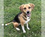 Small Beagle
