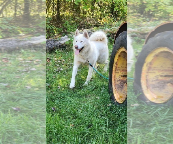 Medium Photo #1 Alaskan Malamute Puppy For Sale in CRIVITZ, WI, USA