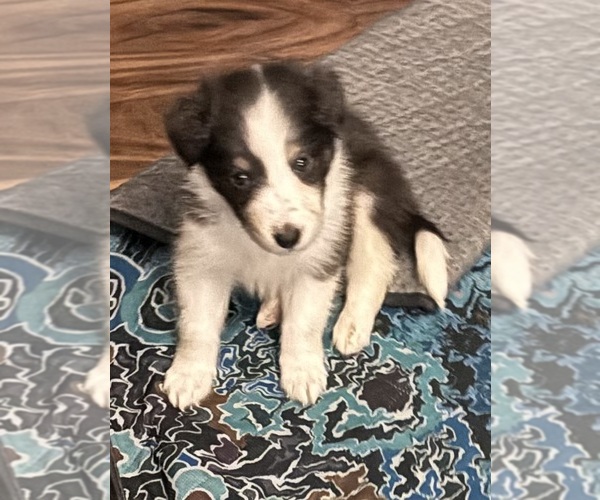 Medium Photo #5 Shetland Sheepdog Puppy For Sale in SHERIDAN, AR, USA