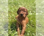 Small #6 Irish Setter