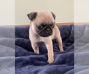 Pug Puppy for sale in EDWARDSBURG, MI, USA
